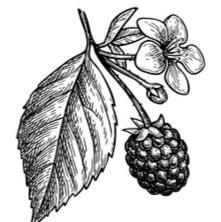 Brambleberry Coaching Parent Coaching Website and Scheduling